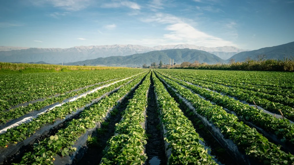 Plantación frutícola 1