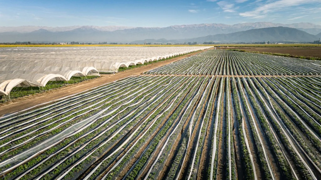 Vivero 1